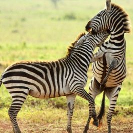 5-Day-Tanzania-Wildlife-Safari_nalla-tours