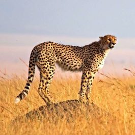 6-Day-Safaris,-Exploring-the-Best-of-the-Cats