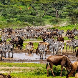 Tanzania-6-days-Great-Serengeti-Migration-Tours
