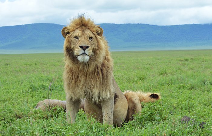 Tanzania-safaris-